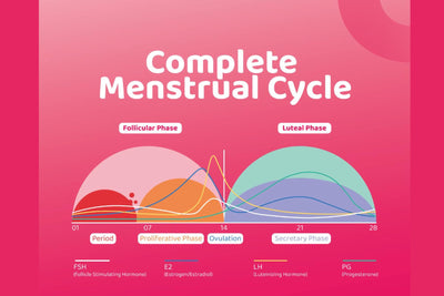 Your Cycle 101